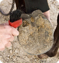 Handling Your Horse's Hooves 01