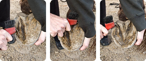 Handling Your Horse's Hooves 02