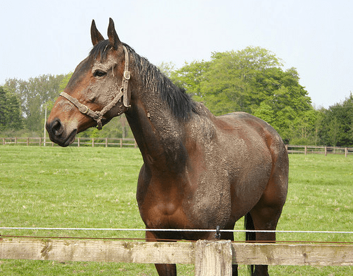 It is important to groom your horse.